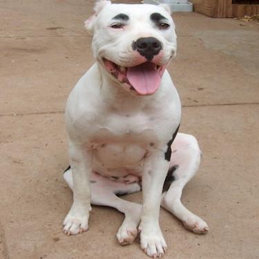 Courage kennels Keona Pit Bull.jpg